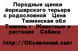 Породные щенки йоркширского терьера с родословной › Цена ­ 10 000 - Тюменская обл., Тюмень г. Животные и растения » Собаки   
